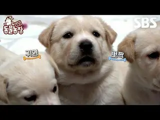 #シン・ドンヨプ #チョン・ソニ(チョン・ソンヒ)_  #トニー・アン(HOT)_ 
 #TV動物農場 #AnimalFarm #予告

SBS「テレビ動物農場