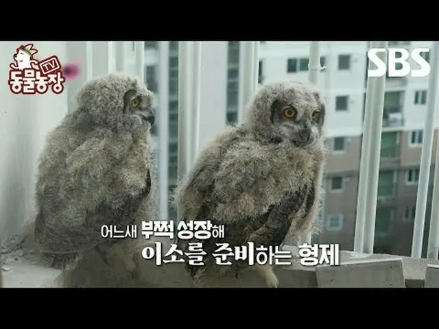 #シン・ドンヨプ #チョン・ソニ(チョン・ソンヒ)_  #トニー・アン(HOT)_  #ジョイ#TV動物農場 #AnimalFarm #予告SBS「テレビ動物農