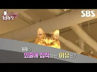#シン・ドンヨプ #チョン・ソニ(チョン・ソンヒ)_  #トニー・アン(HOT)_  #ジョイ #猫
#TV動物農場 #AnimalFarm #予告

SBS「