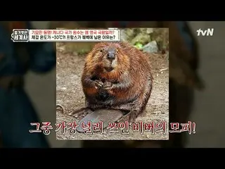 テレビでストリーミング:

 205回|奇妙な同盟！カナダの国家敵はなぜ英国王なのか？

 〈裸の世界史〉
 [火]夜10時10分tvN放送

 #裸の世界史 