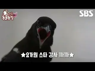 #シン・ドンヨプ #チョン・ソニ(チョン・ソンヒ)_  #トニー・アン(HOT)_  #ジョイ
 #SBS教育 #TV動物農場 #動物農場 #AnimalFar