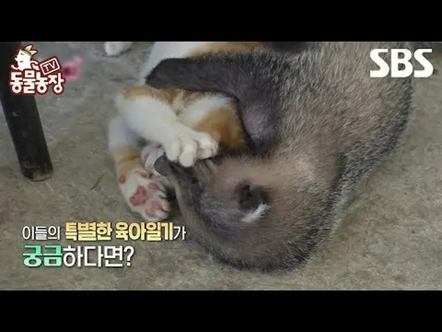 #シン・ドンヨプ #チョン・ソニ(チョン・ソンヒ)_  #トニー・アン(HOT)_   #SBS教育 #TV動物農場 #動物農場 #AnimalFarm #動物