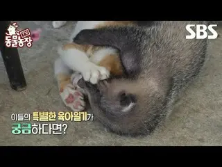 #シン・ドンヨプ #チョン・ソニ(チョン・ソンヒ)_  #トニー・アン(HOT)_ 
  #SBS教育 #TV動物農場 #動物農場 #AnimalFarm #動