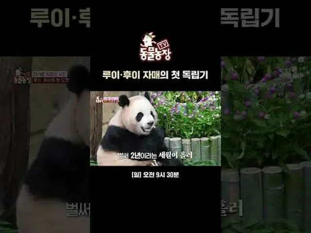 ルイフイ姉妹の最初の独立期#シン・ドンヨプ #チョン・ソニ(チョン・ソンヒ)_  #トニー・アン(HOT)_  #ジョイ #パンダ#SBS教養 #TV動物農場 