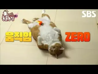 #シン・ドンヨプ #チョン・ソニ(チョン・ソンヒ)_  #トニー・アン(HOT)_  #ジョイ
 #SBS教育 #TV動物農場 #動物農場 #AnimalFar