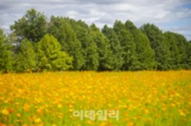 秋に訪れたい京畿道の花の名所、ピンクミューリーや千日紅など＝韓国