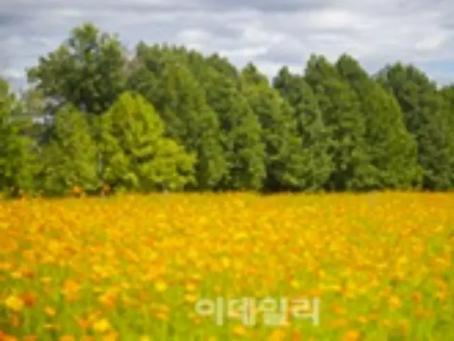 秋に訪れたい京畿道の花の名所、ピンクミューリーや千日紅など＝韓国