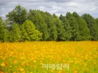 秋に訪れたい京畿道の花の名所、ピンクミューリーや千日紅など＝韓国