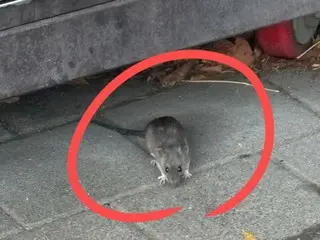 「江南の路上にネズミが」…ソウル市のネズミの出没・目撃の苦情、3年間で2倍に急増＝韓国