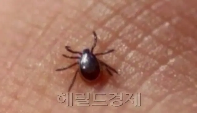 死者406人の「殺人ダニ」被害に、政府は “傍観”＝韓国