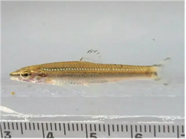 復元された清渓川で韓国固有種の魚発見、20年で水質改善＝韓国