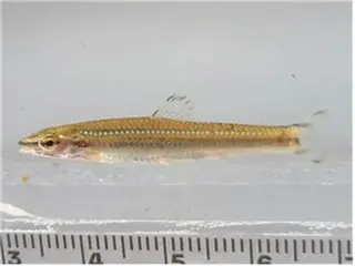 復元された清渓川で韓国固有種の魚発見、20年で水質改善＝韓国