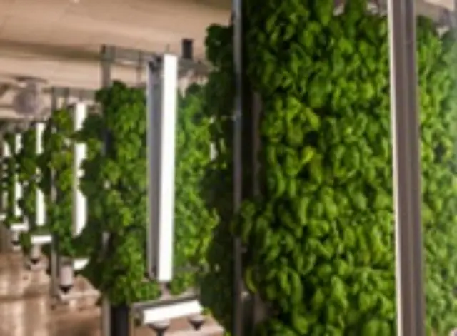 ビル内で4000株のバジルを栽培・出荷、スマートファーム技術で実現＝韓国