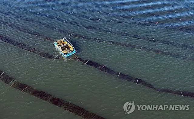 西部・洪城の養殖場でのノリの収穫作業（洪城郡提供）＝（聯合ニュース）≪転載・転用禁止≫