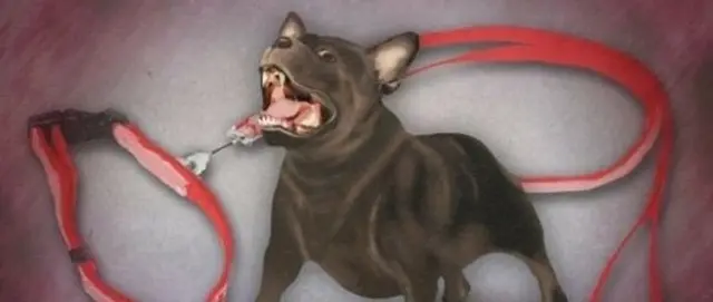 「放し飼いの猛犬」が通行人の性器を噛みつくなど血まみれに…飼い主は？＝韓国