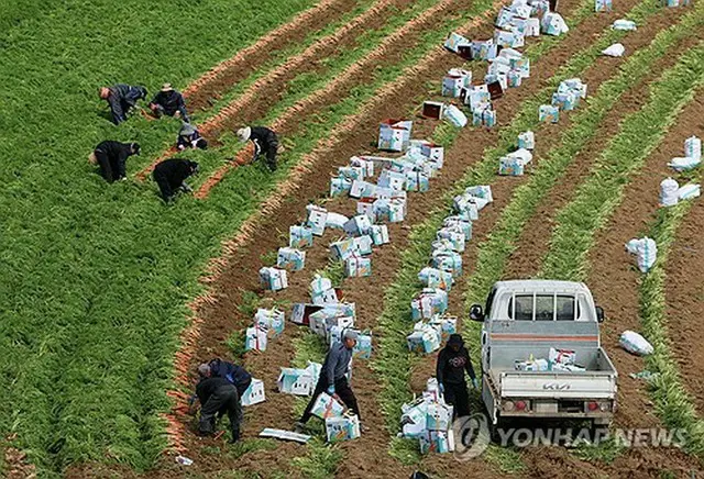 ニンジンを収穫する外国人労働者ら＝（聯合ニュース）