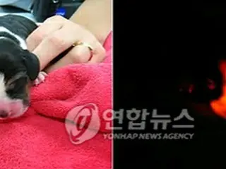 蛍光形質転換クローン犬、ソウル大が生産に成功