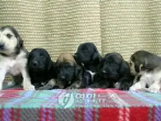 ソウル大、クローン犬「スナッピー」2世を一般譲渡