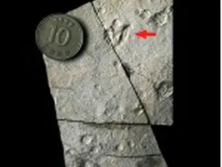 世界最小、赤ちゃん恐竜の足跡の化石発見…南海