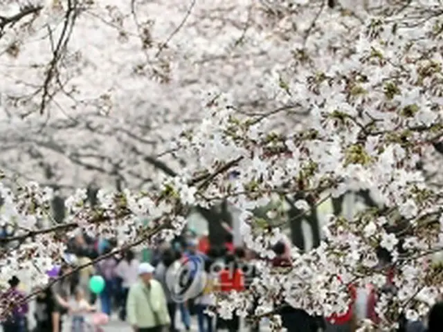 昨年開催された漢江・汝矣島春の花祭りのもよう＝（聯合ニュース）