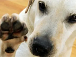 映画『マウミ2』に出演する犬ダリ