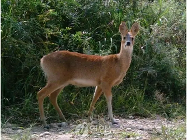自然に恵まれたＤＭＺ内には貴重な動植物も多い＝（聯合ニュース）