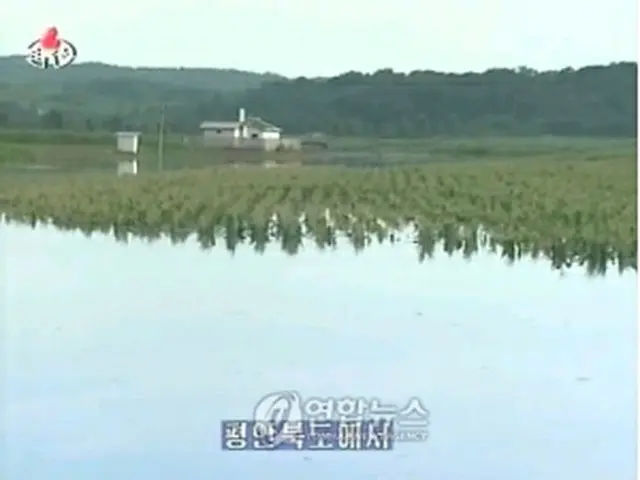 水につかったトウモロコシ畑（朝鮮中央テレビ）＝8日、ソウル（聯合ニュース）