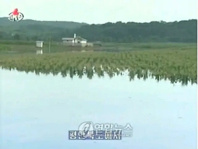 水につかったトウモロコシ畑（朝鮮中央テレビ）＝8日、ソウル（聯合ニュース）