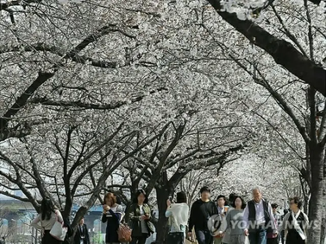 桜が満開した汝矣島の様子＝31日、ソウル（聯合ニュース）