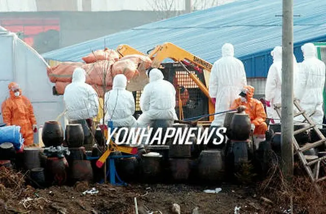 牙山市でカモの殺処分作業を進める防疫当局＝22日、牙山（聯合）
