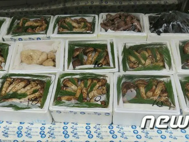 北朝鮮産の松茸が中国を通じて韓国や日本へ輸出されていることがわかった。（提供:news1）