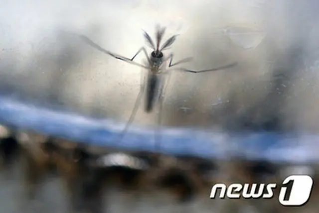 ブラジルに滞在していた40代男性が韓国人として初めてジカ熱陽性判定を受けたことがわかった。（提供:news1）