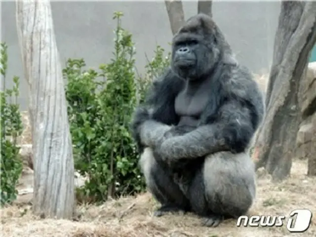 ソウル動物園の”年上＆年下”ゴリラ夫婦、価値は10億ウォン（約1億円）