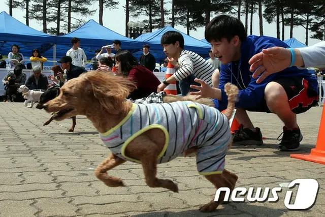 釜山初として期待集めた「愛犬パーク」、予算消滅で叶わず…
