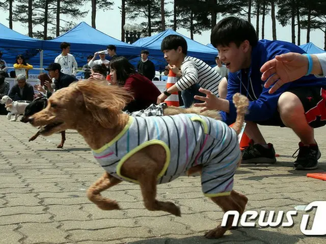 釜山初として期待集めた「愛犬パーク」、予算消滅で叶わず…
