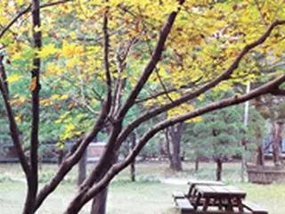 ＜Wコラム＞追憶の中の韓国紅葉紀行～『冬のソナタ』を彩った島