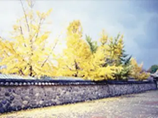＜Wコラム＞追憶の中の韓国紅葉紀行～慶州にはイチョウがよく似合う