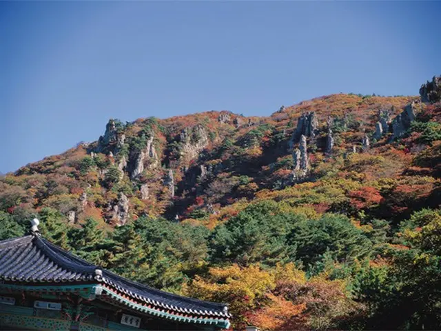 済州島の紅葉を楽しむ