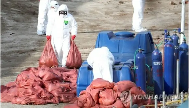 鳥インフルエンザに感染した鶏を殺処分する関係者＝（聯合ニュース）