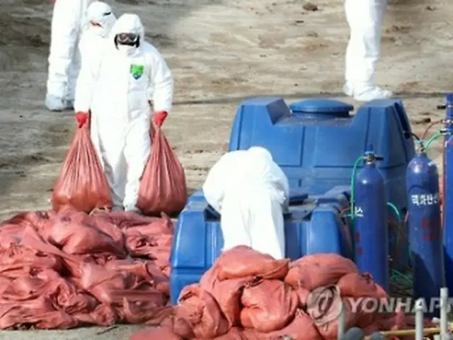 鳥インフルエンザに感染した鶏を殺処分する関係者＝（聯合ニュース）