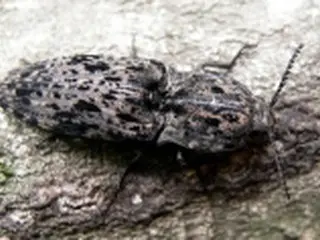 昆虫「オオウバタマコメツキ」　韓国で初めて発見
