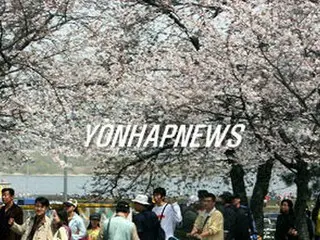 汝矣島のさくら祭り、ことしは来月6日から