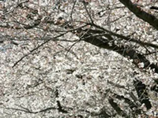 ソウルの花見は今週末がピーク、15日には満開