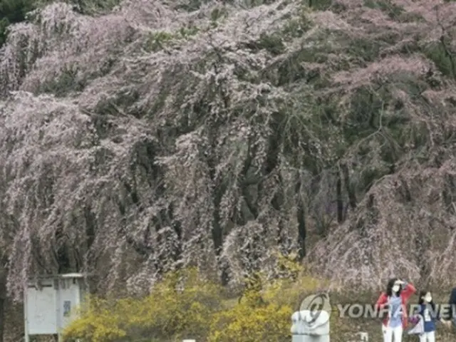 桜が開花したソウル大正門付近＝２日、ソウル（聯合ニュース）