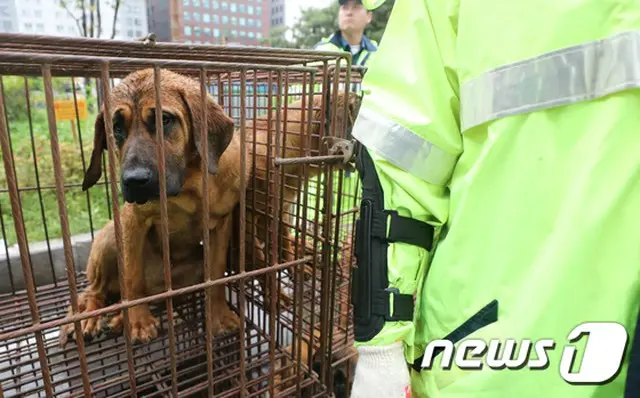 大統領府、国民請願受け“家畜から犬の除外”を検討…法的な禁止は段階的に＝韓国