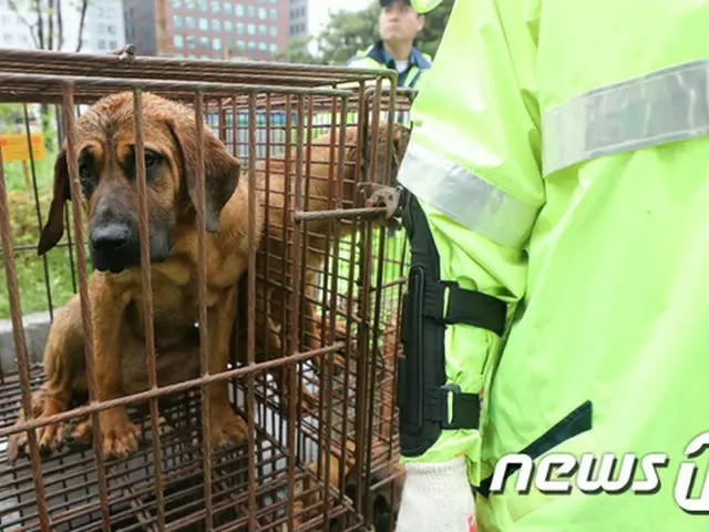 大統領府、国民請願受け“家畜から犬の除外”を検討…法的な禁止は段階的に＝韓国