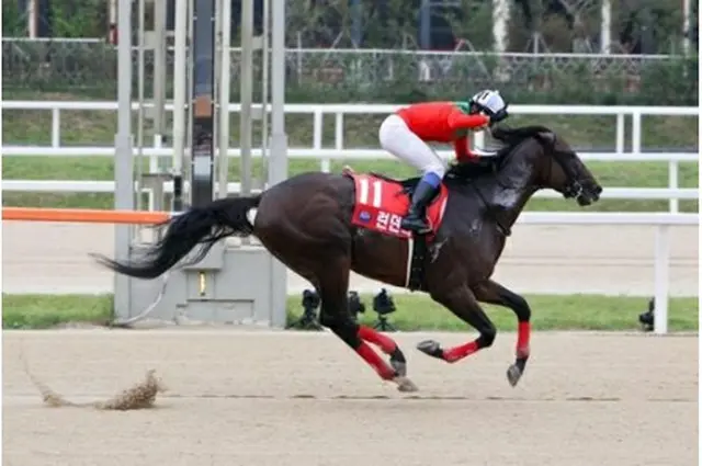 日本から出走する競走馬のロンドンタウン。２年連続の優勝を狙う（韓国馬事会提供）＝（聯合ニュース）