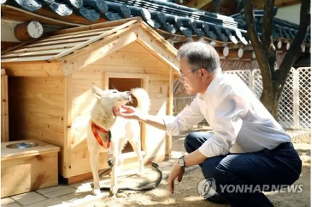 北朝鮮から贈られた犬をなでる文大統領（青瓦台提供）＝（聯合ニュース）