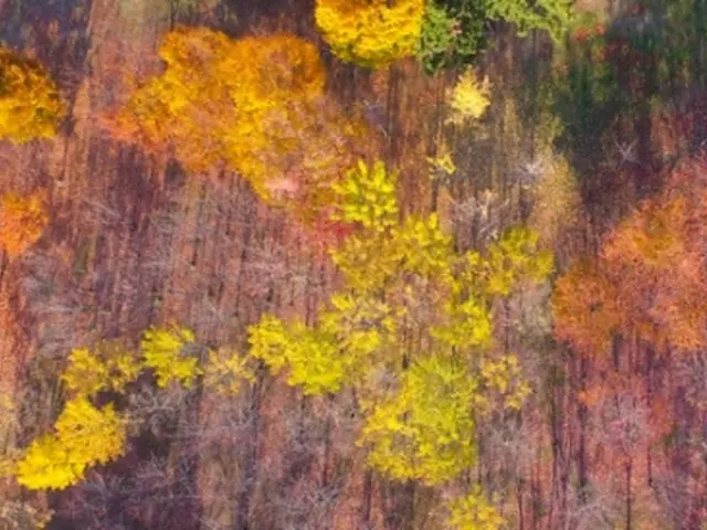 美しく色づいた安山湖公園の木々＝（聯合ニュース）