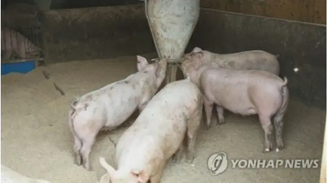 養豚場で飼育されている豚（資料写真）＝（聯合ニュース）